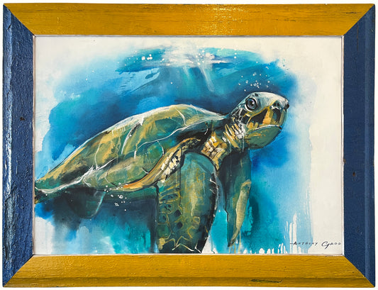 GREEN SEA TURTLE (Anthony Gadd)